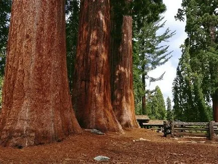 Sequoia - a legmagasabb fa a világon