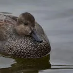 Kendermagos réce (50 fotó) a tenyész- és fészkelő madarak, leírás, videó