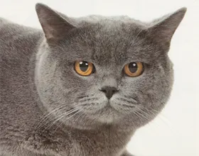Descriere Chartreux rasa, caracter, fotografie, pisica și pisica
