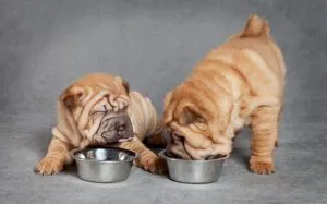 Shar Pei fajta leírás, karbantartásáról, karakter, fotó és videó