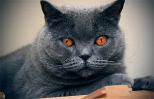 Chartreux описание порода, характер, снимка, котката и котката
