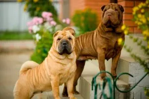 Shar Pei fajta leírás, karbantartásáról, karakter, fotó és videó