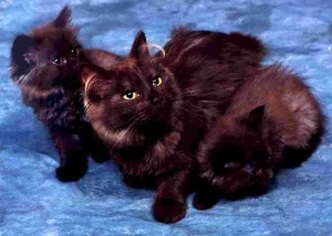 Chantilly и описание порода, котката и котката