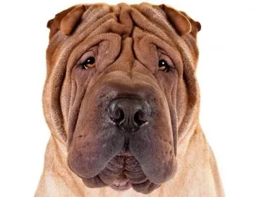 Shar Pei fajta leírás, karbantartásáról, karakter, fotó és videó