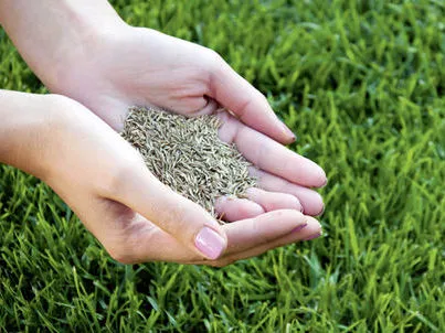 Семена за избор на тревни площи и озеленяване, Greenline
