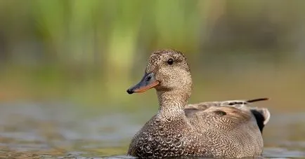 Kendermagos réce (50 fotó) a tenyész- és fészkelő madarak, leírás, videó