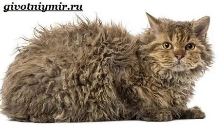 Selkirk Rex macska