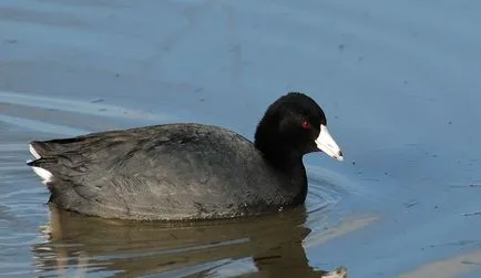 Kendermagos réce (50 fotó) a tenyész- és fészkelő madarak, leírás, videó