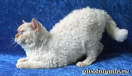 Selkirk Rex macska