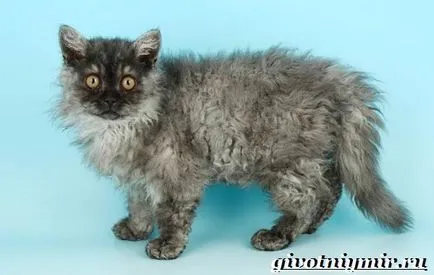 Selkirk Rex macska