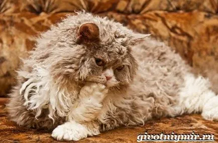 Selkirk Rex macska