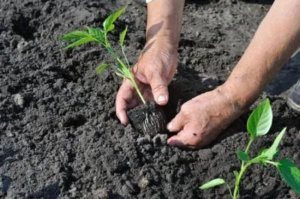 Seminte de piper pentru Siberia cele mai bune note, atunci când și cum să planteze răsaduri, în creștere în câmp deschis
