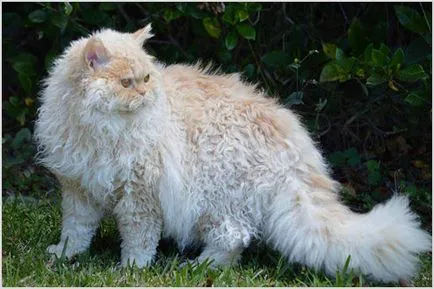 Selkirk Rex (Selkirk Rex) macska fotók, videók, ár, karakter