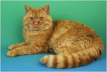 Селкърк Рекс (Селкирк Rex) котка снимки, видео, цена, характер