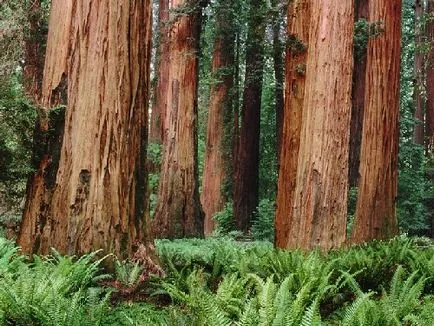 Sequoia - a legmagasabb fa a világon