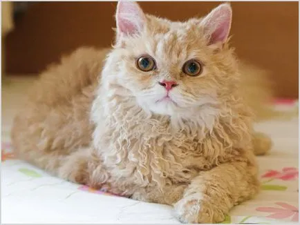 Selkirk Rex (Selkirk Rex) macska fotók, videók, ár, karakter