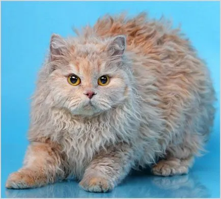 Selkirk Rex (Selkirk Rex) macska fotók, videók, ár, karakter