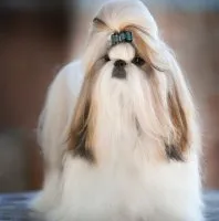 Shih Tzu fajta leírása fotókkal