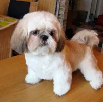 Shih Tzu fajta leírása fotókkal