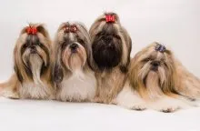 Shih Tzu fajta leírása fotókkal