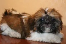 Shih Tzu fajta leírása fotókkal