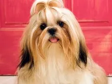 Shih Tzu fajta leírása fotókkal