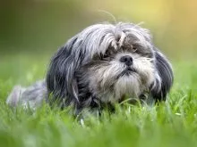 Shih Tzu fajta leírása fotókkal