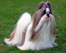 Shih Tzu fajta leírása fotókkal