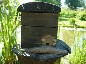 Shmelevodstvo, shmelevik, darázs, a ház darázs kaptár méhek, poszméhek szól tenyésztés méhek,