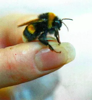 Shmelevodstvo, shmelevik, darázs, a ház darázs kaptár méhek, poszméhek szól tenyésztés méhek,
