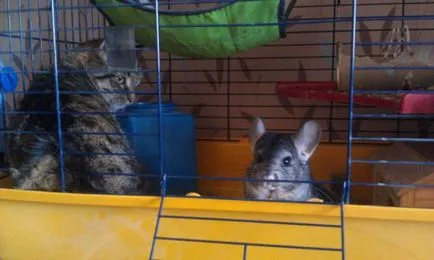 Chinchilla strănută și squeaks - tratamentul răcelii comune