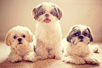 Shih Tzu fajta leírása fotókkal