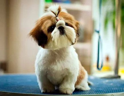 Shih Tzu fajta leírása fotókkal