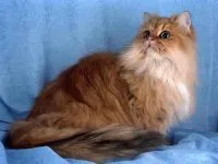 Колко струва един коте Персийска котка колко е цената на персийски коте Персийска котка, а когато