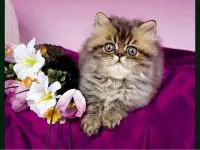Колко струва един коте Персийска котка колко е цената на персийски коте Персийска котка, а когато