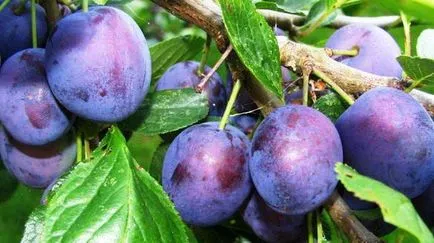 Plum, джанка, трънка какви са техните различия