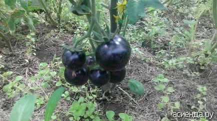 Spune cineva a crescut tomate violet
