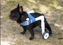 Куче на колела