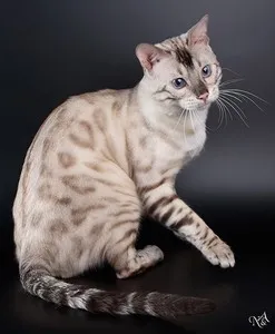 zăpadă Bengal