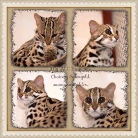 Snowgold - felisa de pisici Bengal