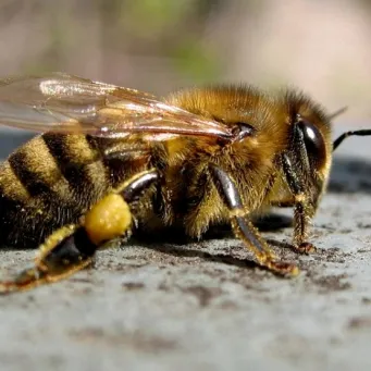 Câine musca primul ajutor de bondar