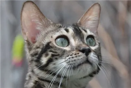 Snowgold - tenyészet bengáli macskák