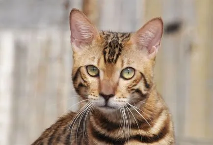Snowgold - tenyészet bengáli macskák