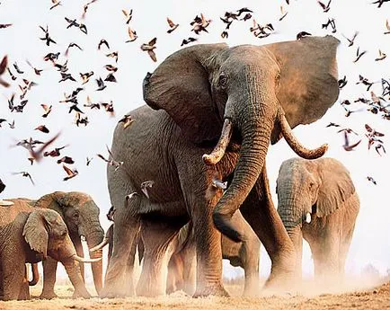 Az elefántok nagyon hasonlít az emberre