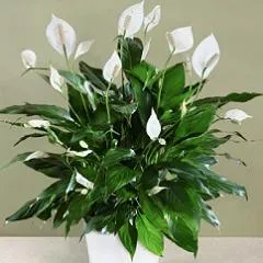 Spathiphyllum ellátás, faj, betegség