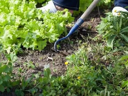 Weeds - és ellenségei, és a műtrágya