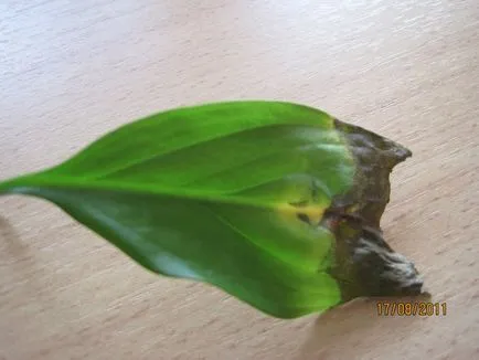 Spathiphyllum bolnav