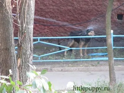 Salvarea animalele de companie de la căldură