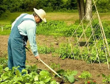 Weeds - és ellenségei, és a műtrágya