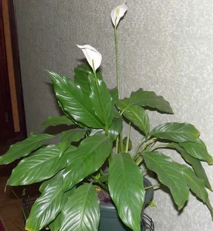 ingrijire Spathiphyllum, fotografie, reproducerea, utilizarea pentru acasă